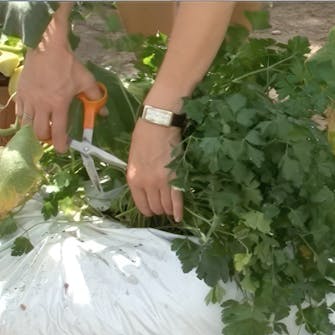 Himmennystahna Himmennystahna